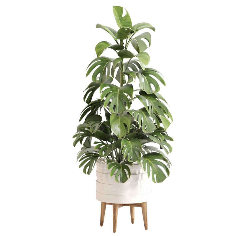 Indoor Plant Set 0126 - Image 2