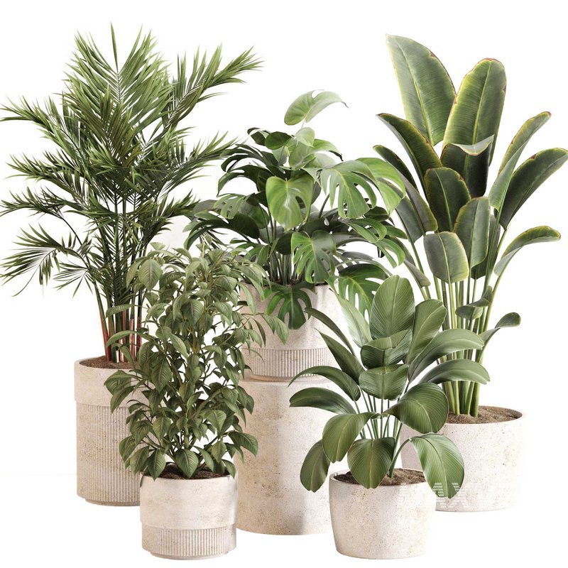 Indoor Plant Set 0117 - Image 1