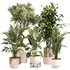 Indoor Plant Set 0118 - Thumbnail 1
