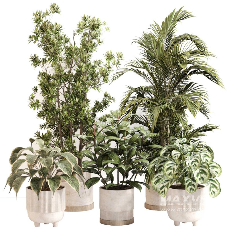 Indoor Plant Set 0116 - Image 1