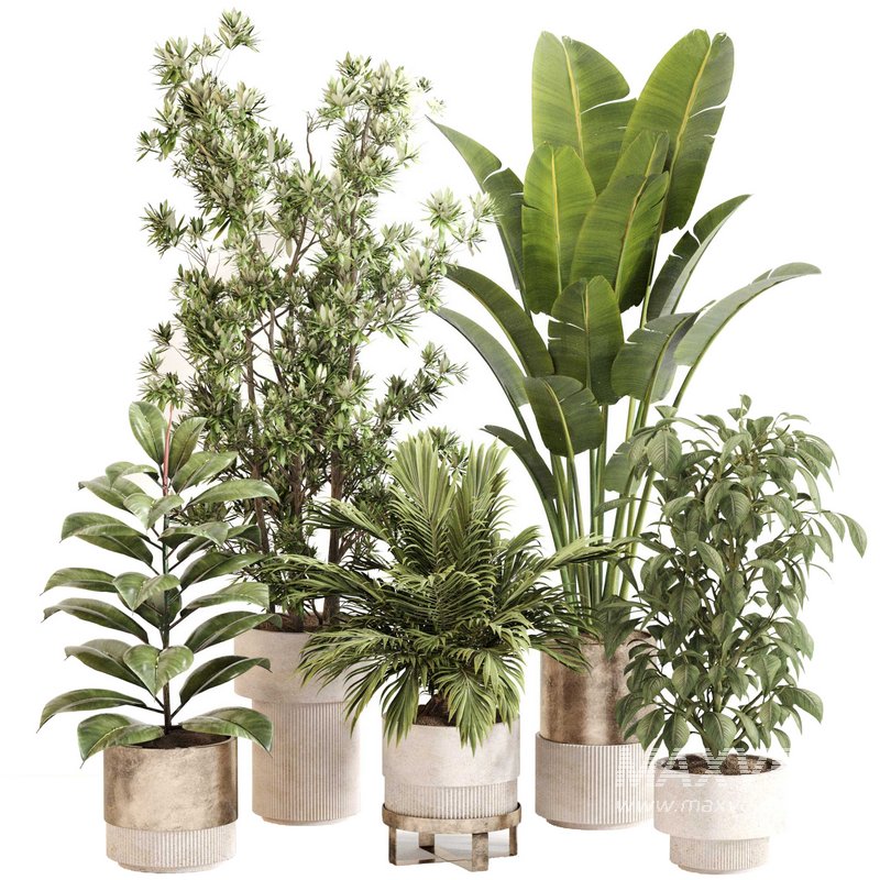 Indoor Plant Set 0114 - Image 1