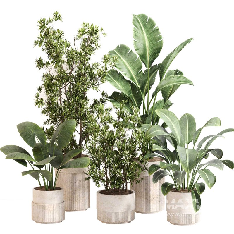 Indoor Plant Set 0122 - Image 1