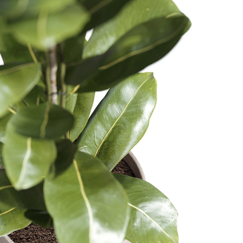 Flower set 09 - Image 2