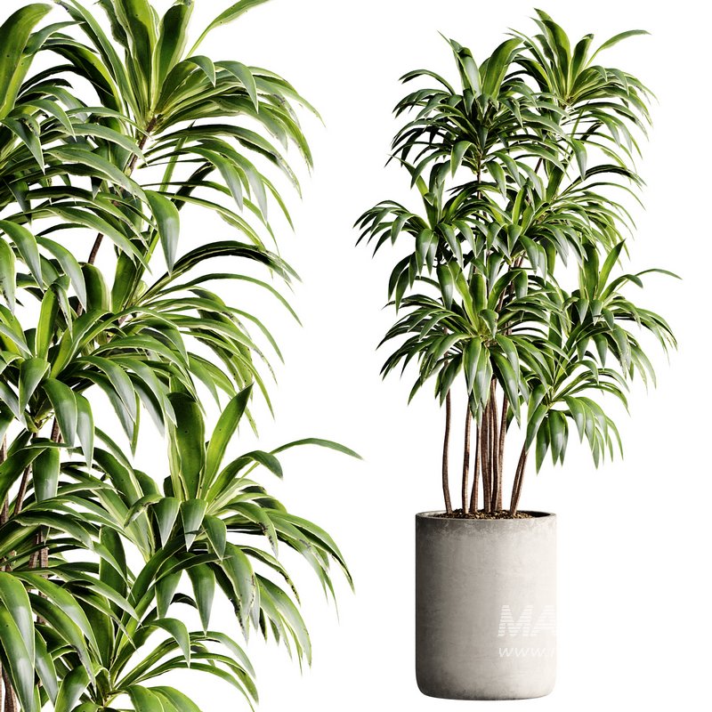 Indoor Plant 23 - Image 4