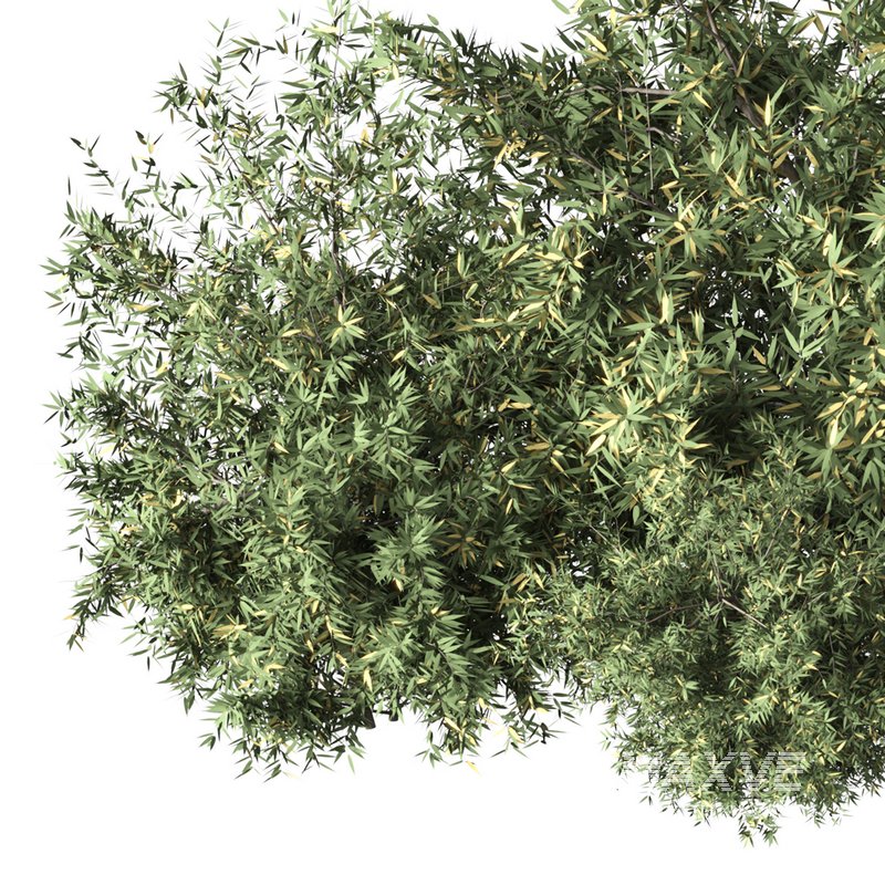 Natural Topiary Bush - Image 2