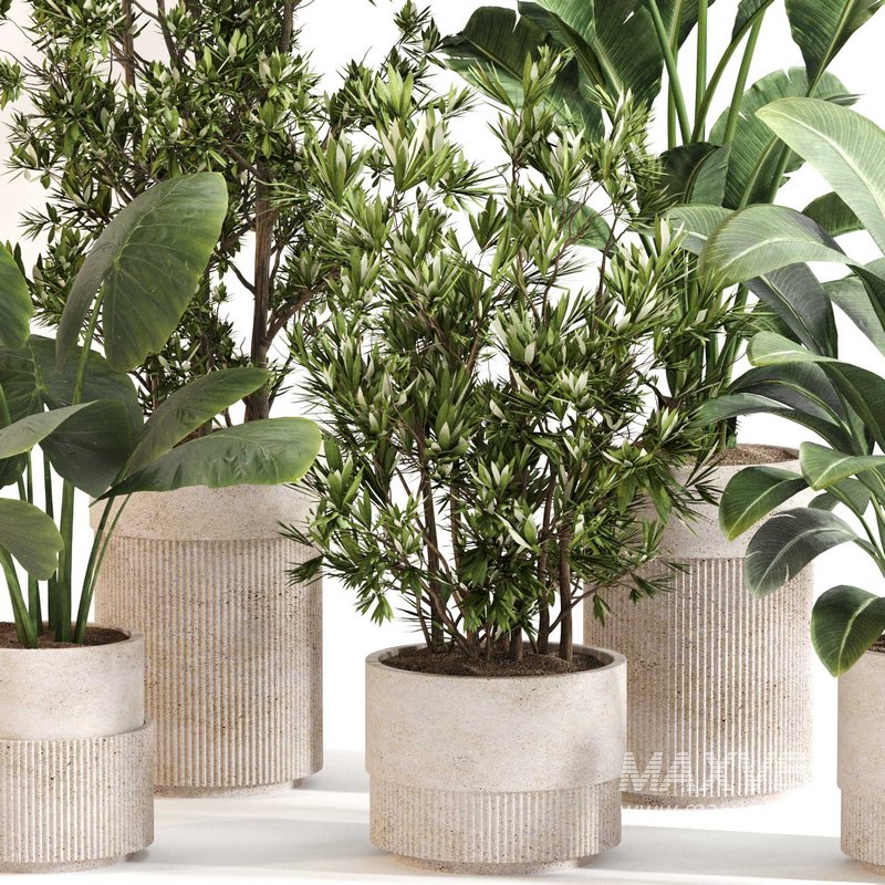 Indoor Plant Set 0122 - Image 3