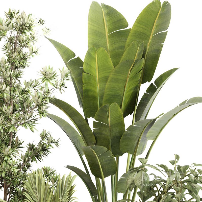 Indoor Plant Set 0114 - Image 2