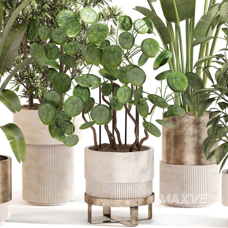 Indoor Plant Set 0121 - Image 3