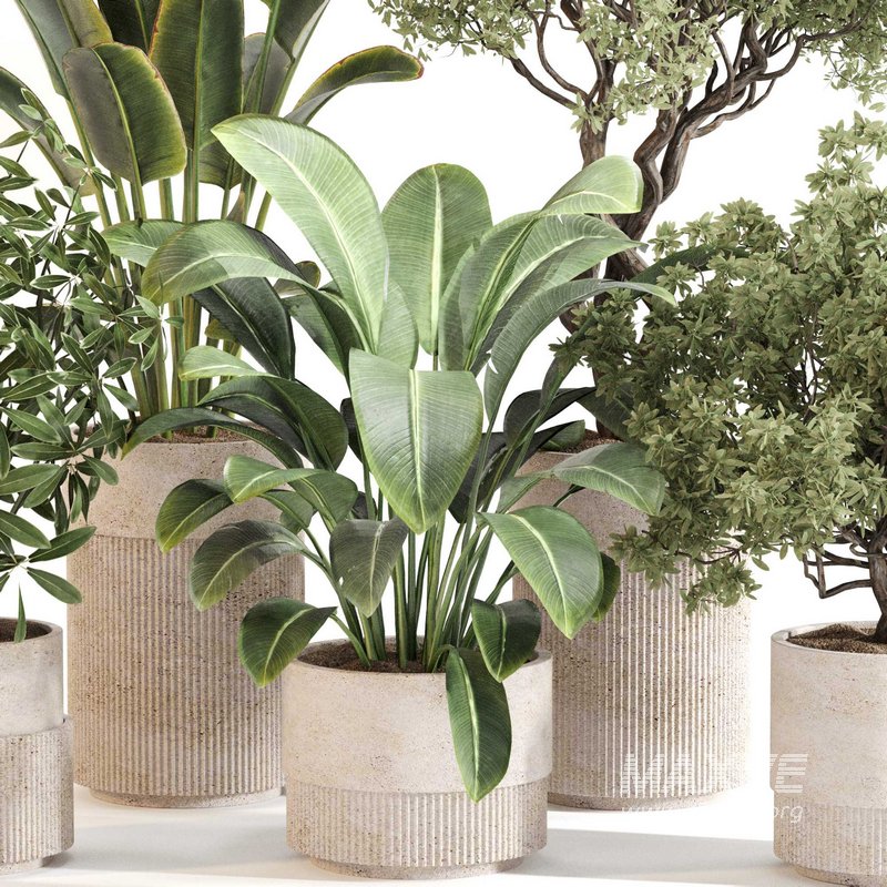 Indoor Plant Set 0120 - Image 4