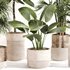 Indoor Plant Set 0107 - Thumbnail 1