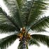 Cocos nucifera – Coconut 04 - Thumbnail 2