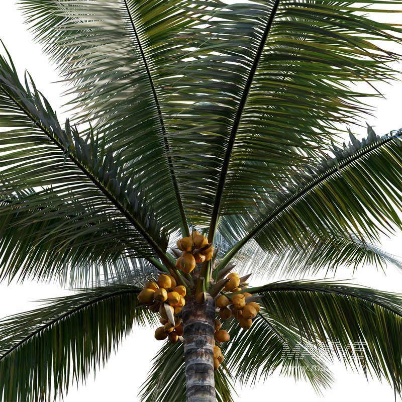 Cocos nucifera – Coconut 04 - Image 2