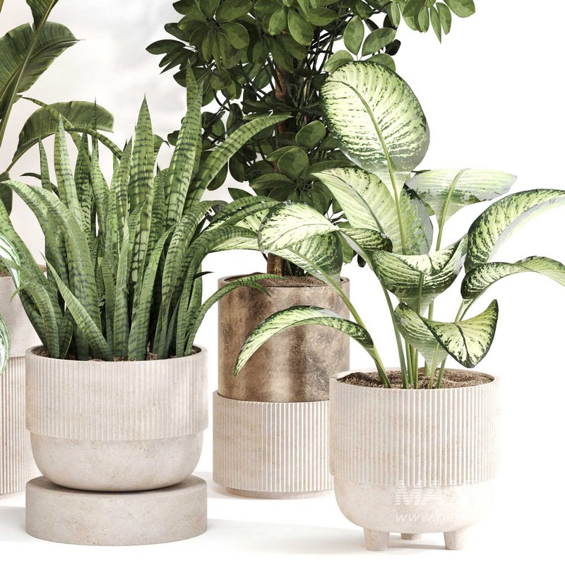 Indoor Plant Set 0115 - Image 2