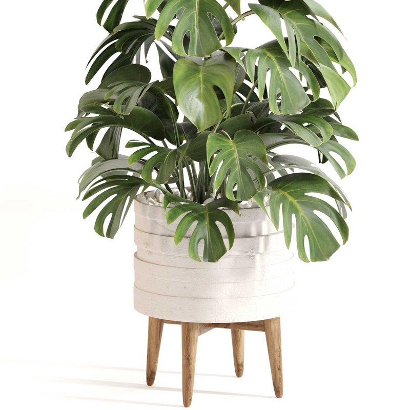 Indoor Plant Set 0126 - Image 1