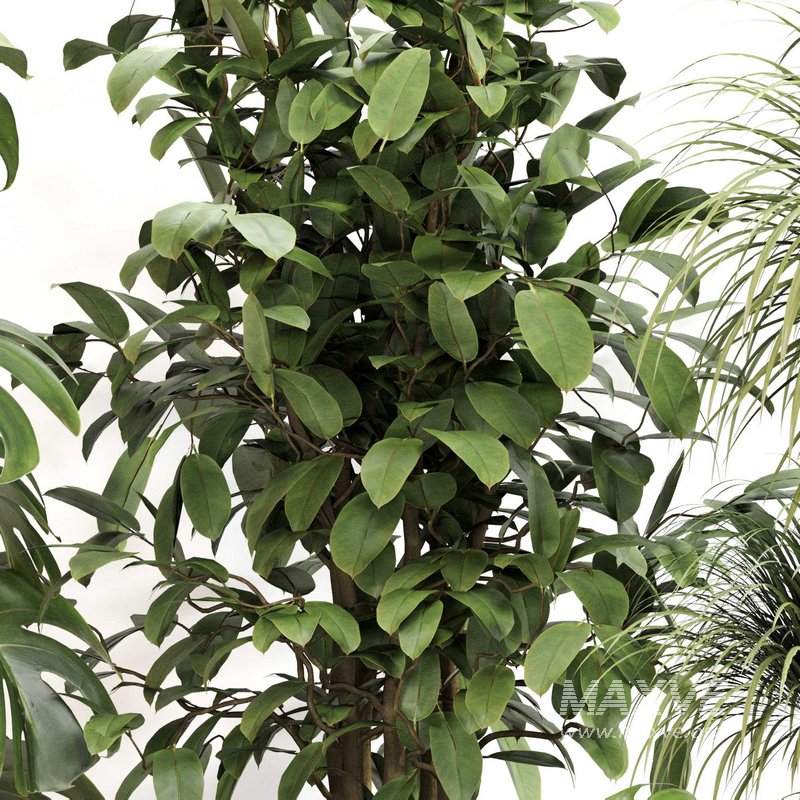 Indoor Plant Set 0113 - Image 3