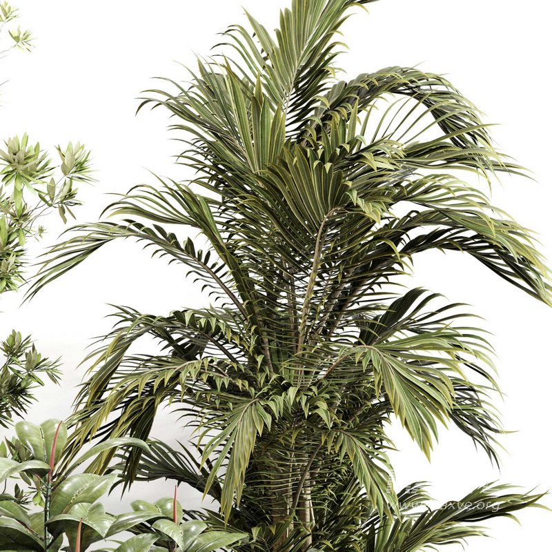 Indoor Plant Set 0116 - Image 3