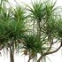 Pandanus tectorius – Screw Pine 02 - Thumbnail 2