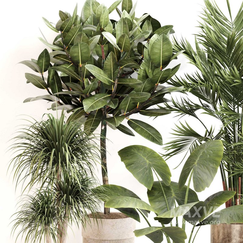 Indoor Plant Set 0107 - Image 3