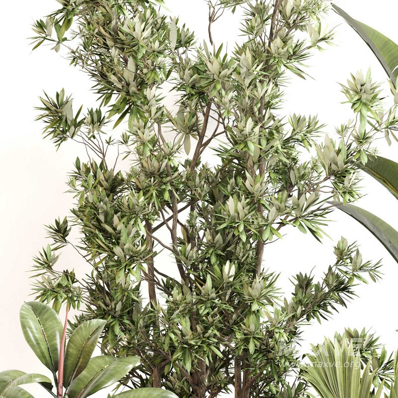 Indoor Plant Set 0114 - Image 3