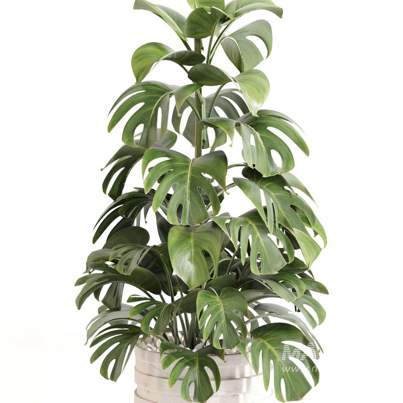 Indoor Plant Set 0126 - Image 3