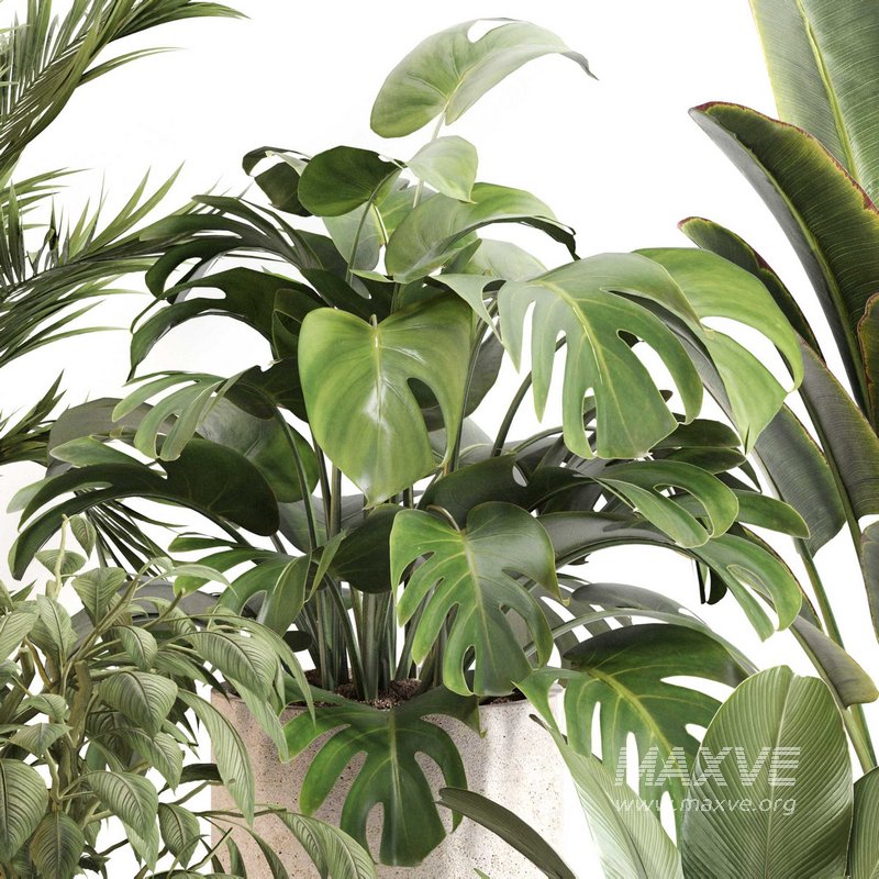 Indoor Plant Set 0117 - Image 2