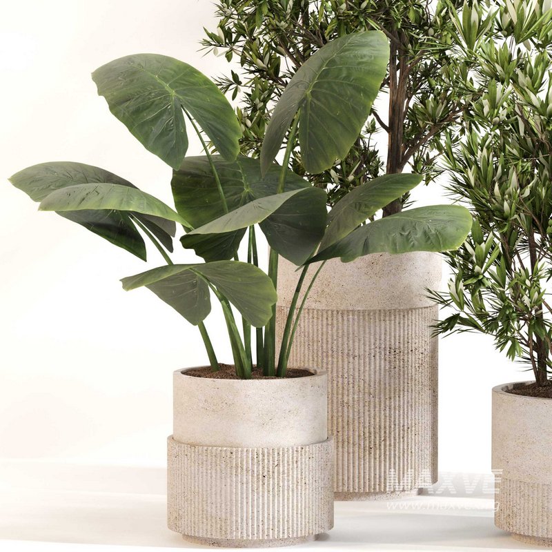 Indoor Plant Set 0122 - Image 2
