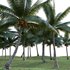 Cocos nucifera – Coconut 04 - Thumbnail 3