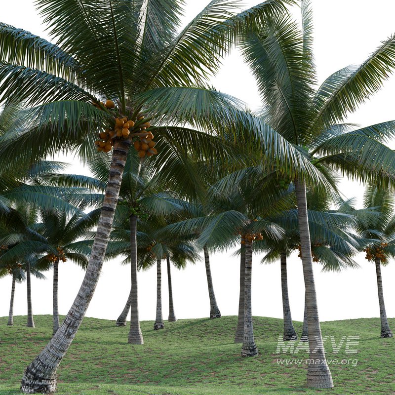 Cocos nucifera – Coconut 04 - Image 3