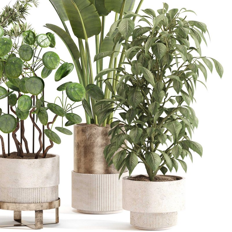 Indoor Plant Set 0121 - Image 2