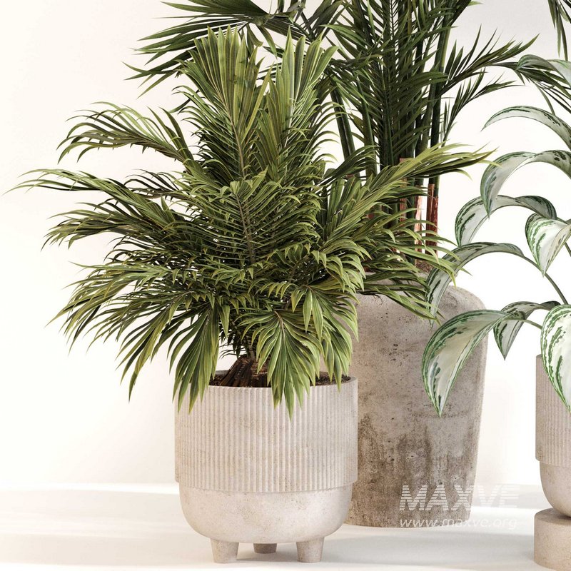 Indoor Plant Set 0123 - Image 3