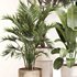 Indoor Plant Set 0118 - Thumbnail 3