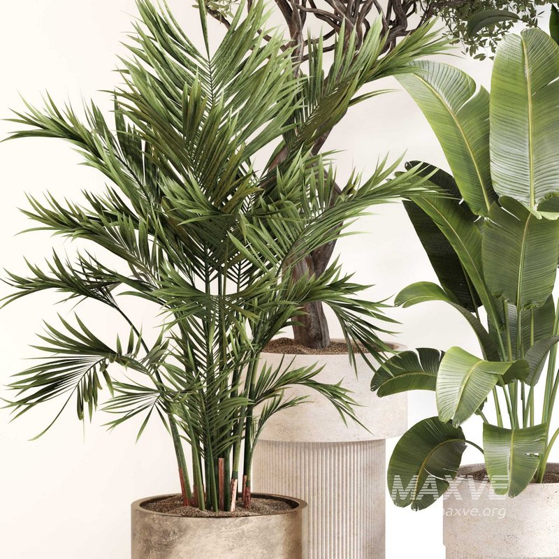 Indoor Plant Set 0118 - Image 3