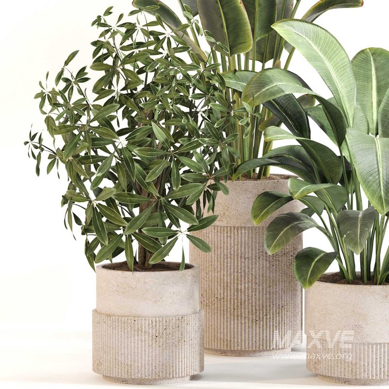 Indoor Plant Set 0120 - Image 3