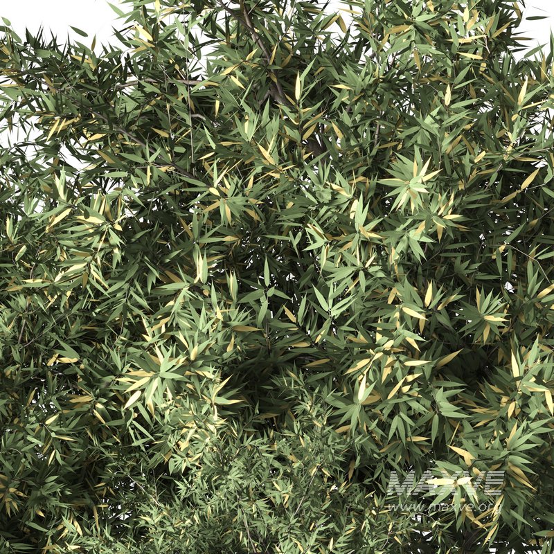 Natural Topiary Bush - Image 6