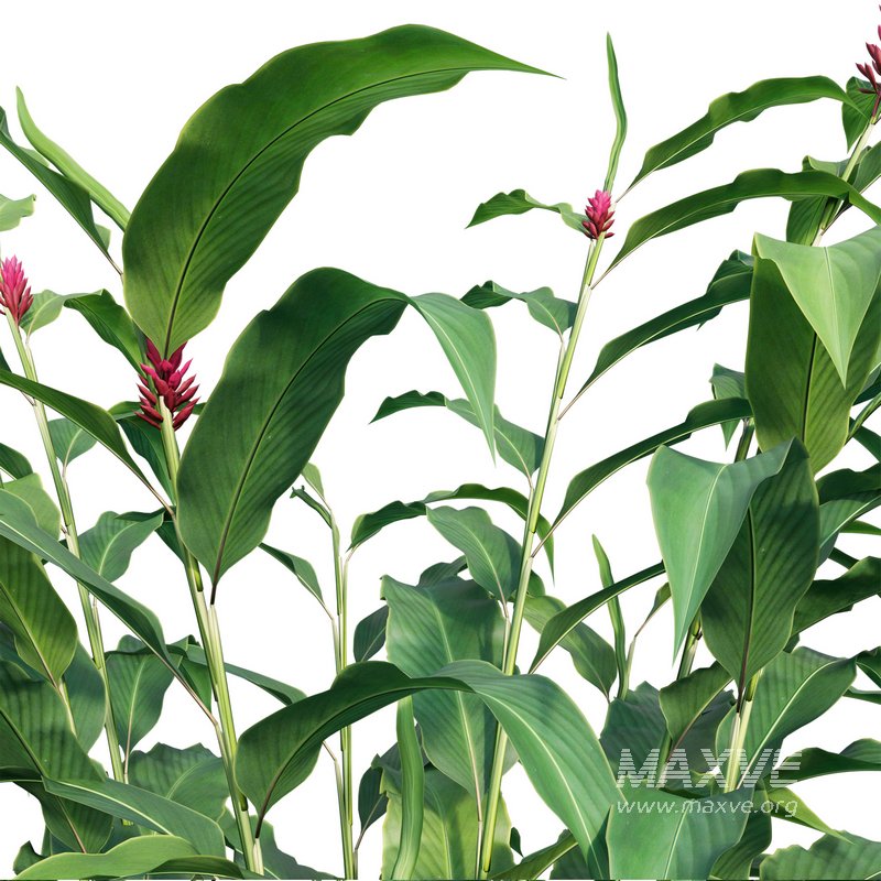 Alpinia Purpurata – Red Ginger - Image 2