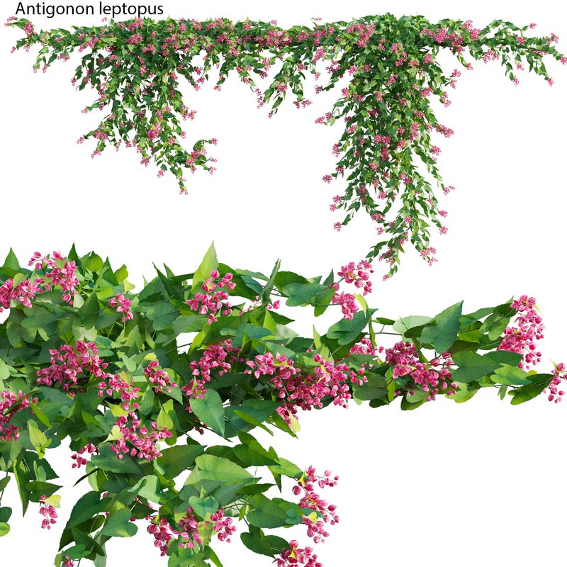 Antigonon leptopus – Coral Vine – Pink Vine - Image 1