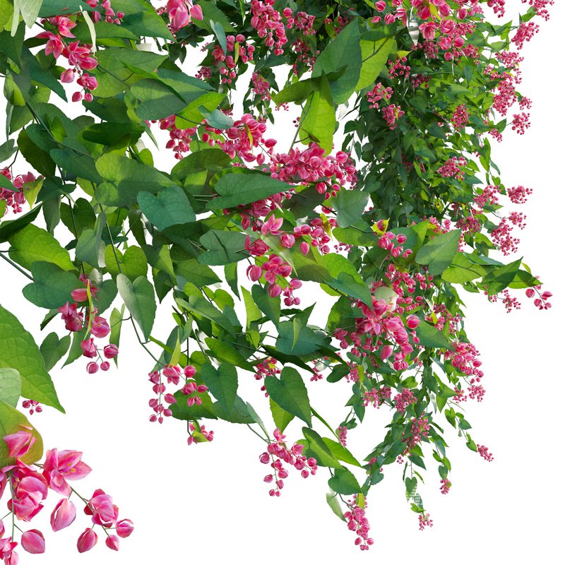 Antigonon leptopus – Coral Vine – Pink Vine - Image 2