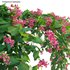 Antigonon leptopus – Coral Vine – Pink Vine - Thumbnail 3
