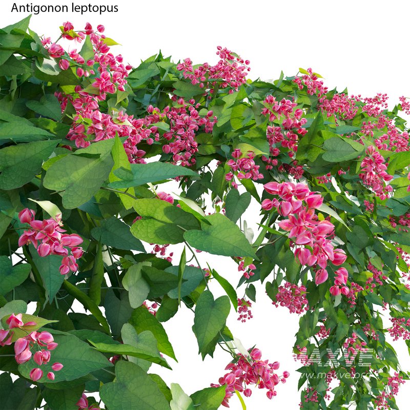 Antigonon leptopus – Coral Vine – Pink Vine - Image 3