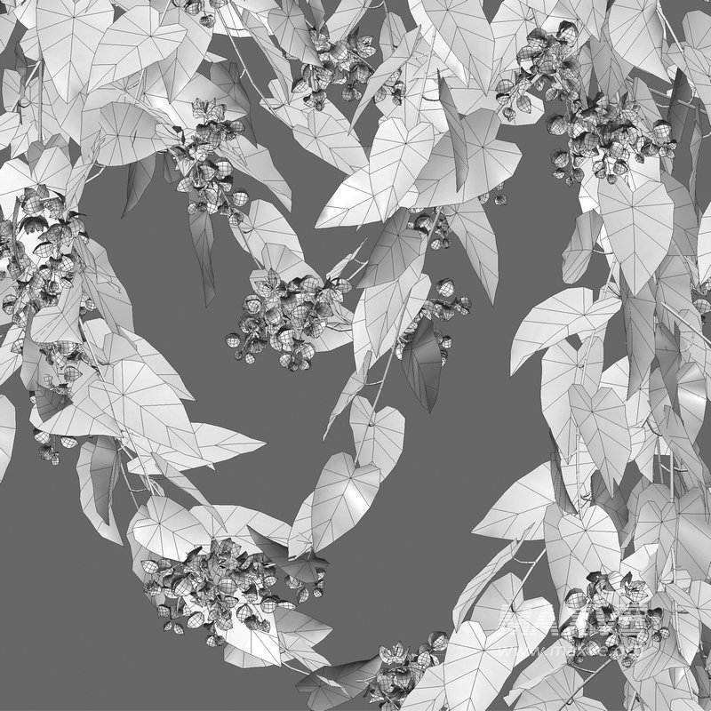 Antigonon leptopus – Coral Vine – Pink Vine - Image 4