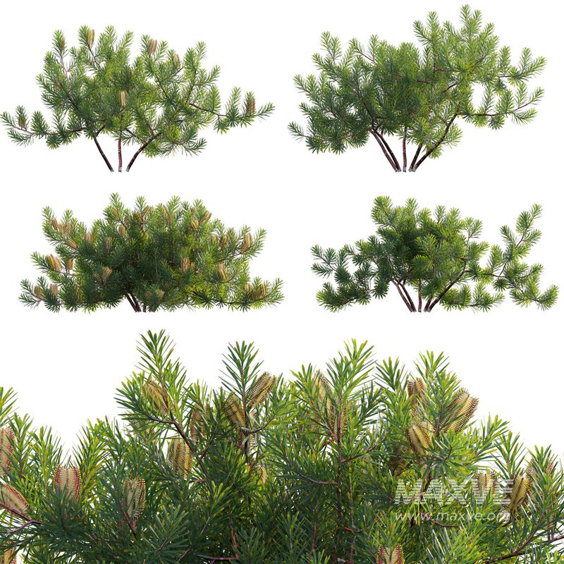 Banksia spinulosa – Hairpin Banksia 02 - Image 1