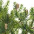 Banksia spinulosa – Hairpin Banksia 02 - Thumbnail 2