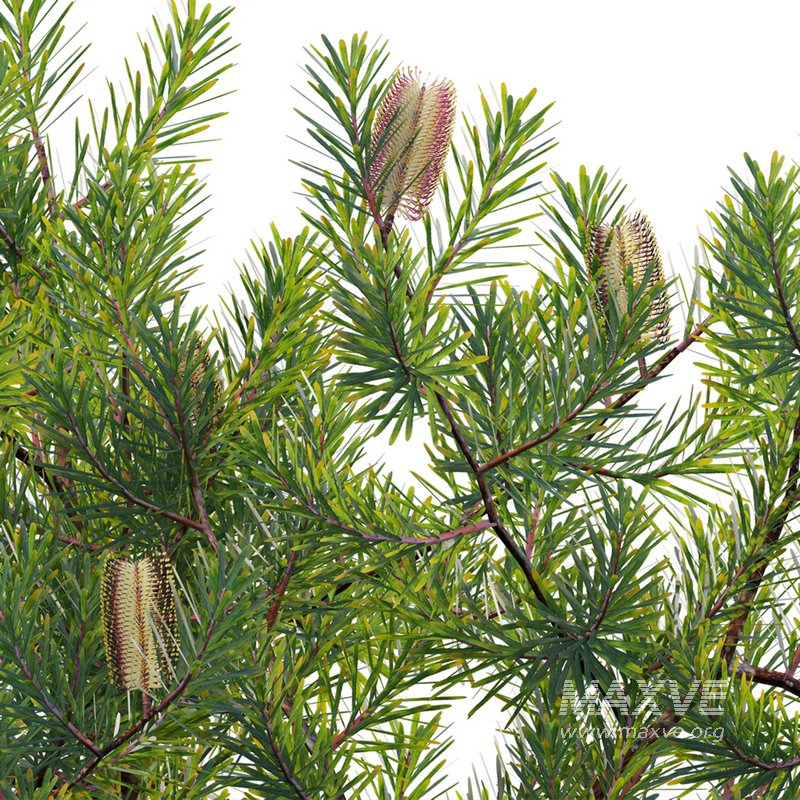 Banksia spinulosa – Hairpin Banksia 02 - Image 2