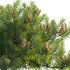 Banksia spinulosa – Hairpin Banksia 02 - Thumbnail 3