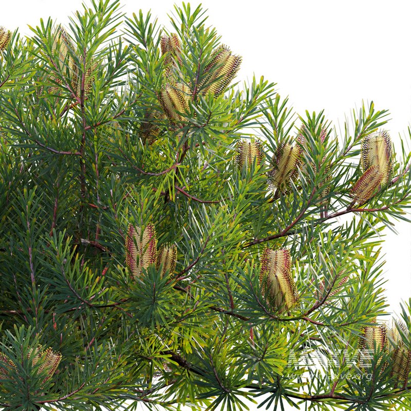 Banksia spinulosa – Hairpin Banksia 02 - Image 3
