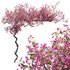 Bougainvillea 11 - Thumbnail 1