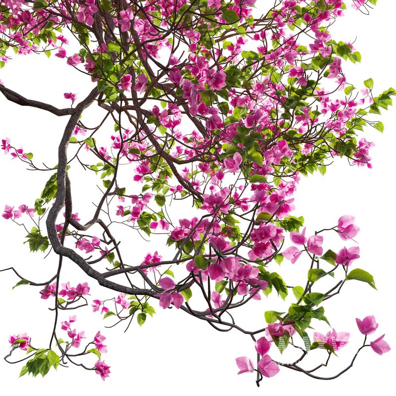Bougainvillea 12 - Image 3
