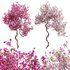 Bougainvillea 14 - Thumbnail 1