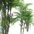 Caryota mitis – Fishtail Palm – Tukas - Thumbnail 3