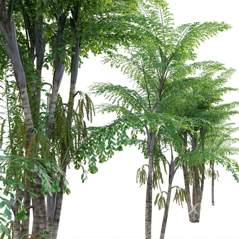 Caryota mitis – Fishtail Palm – Tukas - Image 3